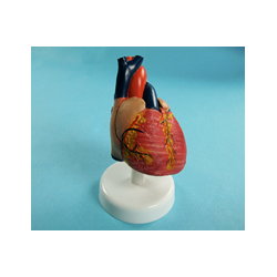 Учебная модель сердца (лабораторная)