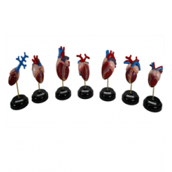 Набор сердец позвоночных животных,   7 моделей Набор сердец позвоночных животных