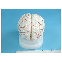 Мозг человека, модель на подставке