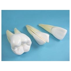 Набор моделей зубов