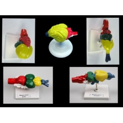 Комплект моделей строения мозга позвоночных