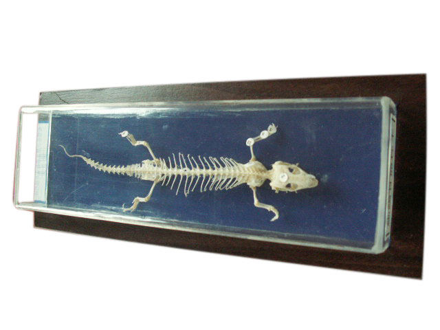 Скелет ящерицы