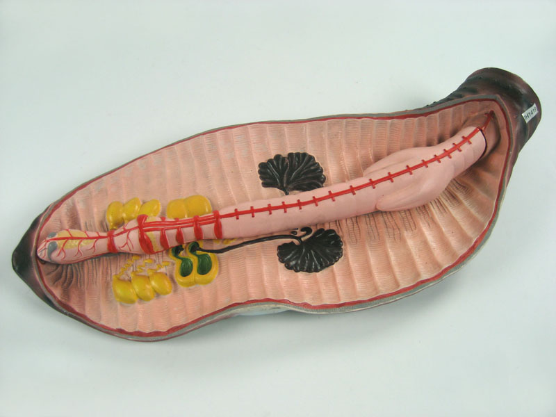 Модель дождевого червя в разрезе