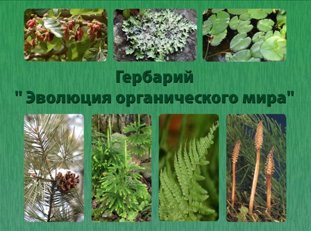 Гербарий "Эволюция органического мира" manufacturers, Гербарий "Эволюция органического мира" exporters, Гербарий "Эволюция орган