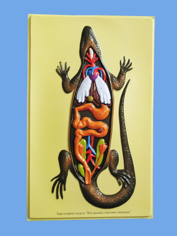 Барельефная модель "Внутреннее строение ящерицы" manufacturers ...