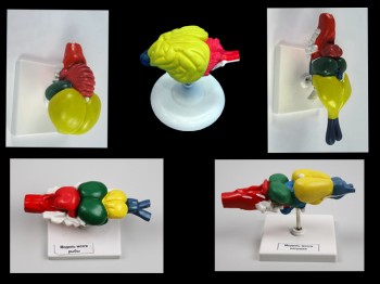 Комплект моделей строения мозга позвоночных