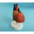 Учебная модель сердца (лабораторная)